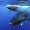 Commercial lobster diver claims to have been swallowed by a humpback whale off coast of Cape Cod