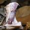 Justice Department busts S.C. man for illegal guns, mailing venomous snakes