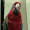 Wild Animals in the Halls of the US Capitol