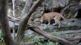 California imposes closures on major LA highway to build large wildlife crossing