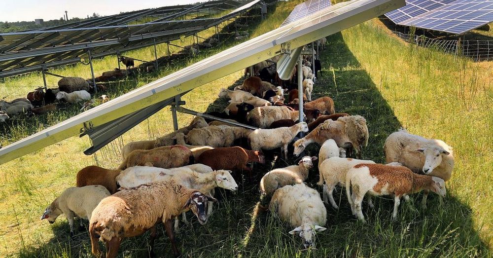 Research underway on how solar farms and agriculture can co-exist