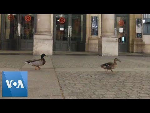 French Ducks Enjoy a Night Out as Coronavirus Lockdown Keeps Humans Indoors