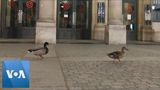 French Ducks Enjoy a Night Out as Coronavirus Lockdown Keeps Humans Indoors