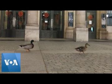 French Ducks Enjoy a Night Out as Coronavirus Lockdown Keeps Humans Indoors