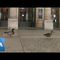 French Ducks Enjoy a Night Out as Coronavirus Lockdown Keeps Humans Indoors