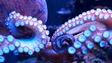 Bill banning octopus farming in Washington state passes House committee