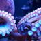 Bill banning octopus farming in Washington state passes House committee