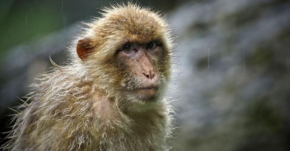 Monkey business, as truckload of research monkeys escape during Mississippi crash: one on the loose