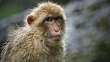 China reports first death from a rare Monkey B virus