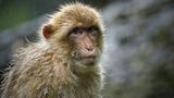 Oregon man pleads guilty in monkey murder, torture videos case