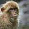China reports first death from a rare Monkey B virus