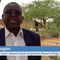 Nigerian Farmers and Cattle Herders Nurture the ‘Giving Tree’