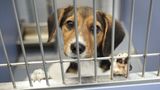 Virginia courts, Humane Society rescue, find homes for 4,000 beagles mistreated at research facility