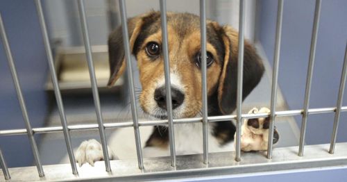 Watchdog files FOIA lawsuit against NIH over alleged funding of beagle experiments