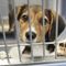 Animal shelters overwhelmed as high cost of living forcing many to give up their pets