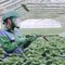 Man admits to scamming victims out of millions by selling pesticide to kill coronavirus