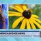 Miranda Khan shares some fun facts about bee's! Watch now to see what all the BUZZ is about.