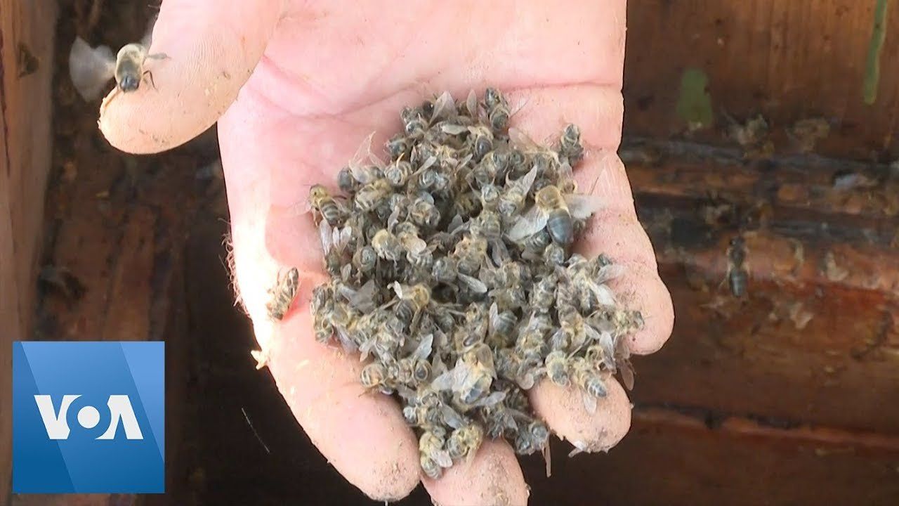 Mass Bee Deaths Affect Russian Beekeepers