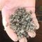Mass Bee Deaths Affect Russian Beekeepers