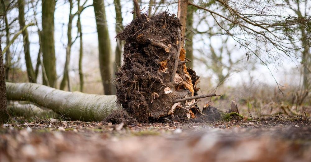 Two adults and one infant killed by falling tree during Easter egg hunt