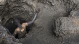'Subhuman' toil: Rogan guest rips Chinese exploitation of Congolese mining cobalt for EV batteries