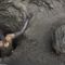 'Subhuman' toil: Rogan guest rips Chinese exploitation of Congolese mining cobalt for EV batteries
