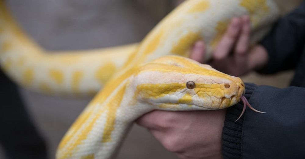 Florida pays hunters to remove invasive pythons