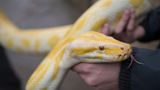 Florida pays hunters to remove invasive pythons