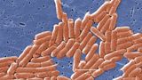 CDC warns of antibiotic-resistant salmonella