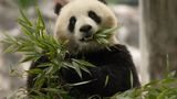 Giant pandas to return to Smithsonian's National Zoo in DC