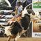 Rodeo bull escapes, injures six people in California
