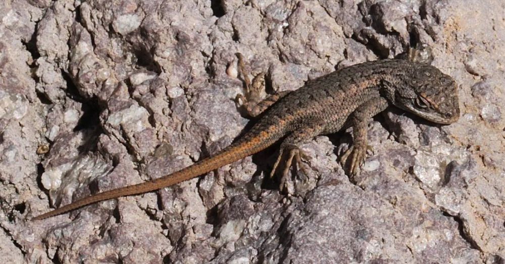 Texas sues over lizard, wins latest round in nearly 10-year battle over warbler