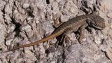 Texas sues over lizard, wins latest round in nearly 10-year battle over warbler