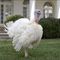 Presentation of the 2018 National Thanksgiving Turkey