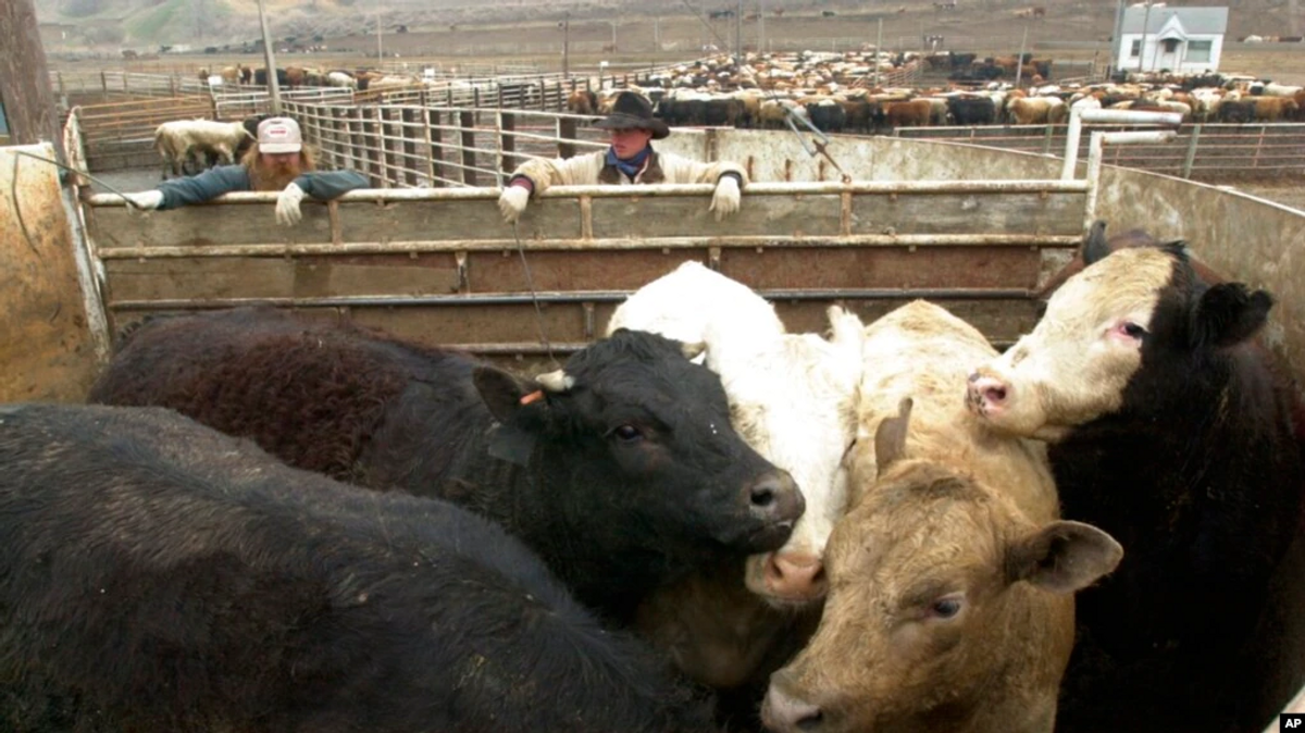 Meatpackers Convinced Trump Officials to Keep Plants Running During COVID Crisis, Report Says