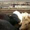 Meatpackers Convinced Trump Officials to Keep Plants Running During COVID Crisis, Report Says