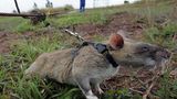 Hero rat who hunted for landmines dies in retirement, aged 8