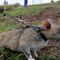 Hero rat who hunted for landmines dies in retirement, aged 8
