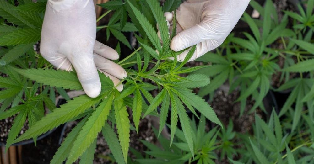 Report: Weed legalization more dangerous for road safety than previously believed