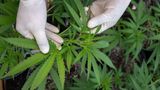 New Hampshire House votes to legalize marijuana