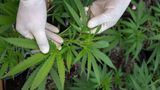 Florida marijuana agency seeks to double workforce to handle pending boom