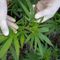 New Hampshire House votes to legalize marijuana