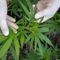 More than munchies: Uber Eats delivers cannabis in Canada