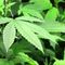 Washington ready for first day of legal recreational pot sales