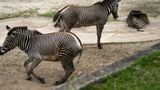 Missing Maryland zebra found dead in illegal snare trap, owner charged with animal cruelty