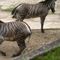 Missing Maryland zebra found dead in illegal snare trap, owner charged with animal cruelty