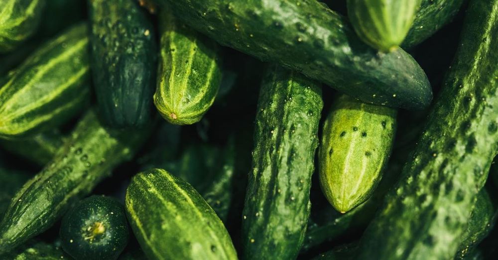 Arizona produce company recalls cucumbers across 26 states over possible salmonella contamination