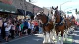 Budweiser Clydesdale appearances canceled over safety concerns amid trans influencer backlash