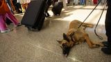 U.S. issues new guidelines for animals on planes