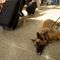 U.S. issues new guidelines for animals on planes